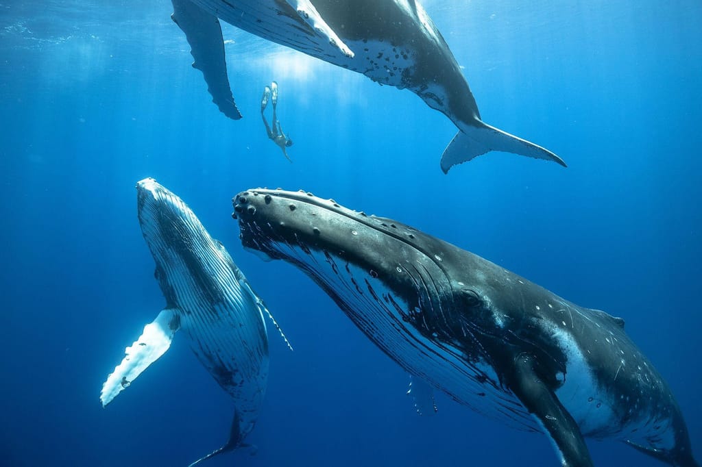 Um mergulhador desce entre três baleias-corcundas juvenis, cada uma do tamanho de um autocarro. Karim Iliya