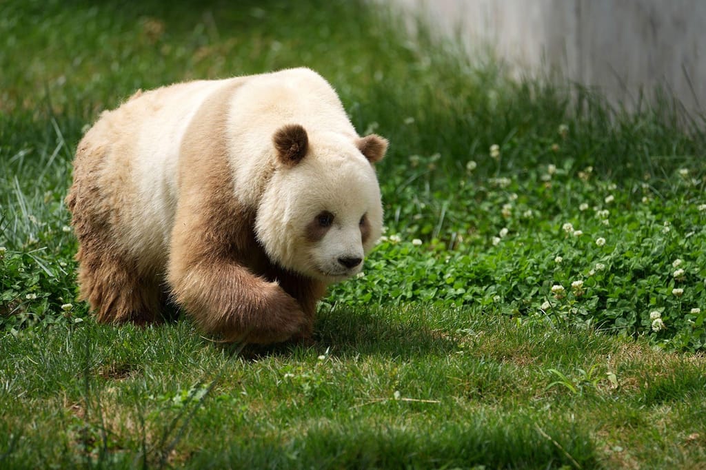 Qizai, um panda gigante castanho em cativeiro que esteve no centro do estudo, fotografado a 28 de maio de 2021. Li Yibo/Xinhua/Getty Images