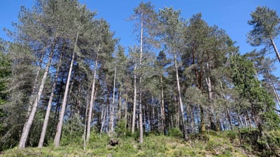 Consumo de portugueses pode destruir anualmente 2.700 hectares de floresta - TVI