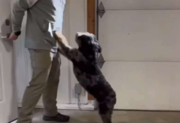 Cão a saltar