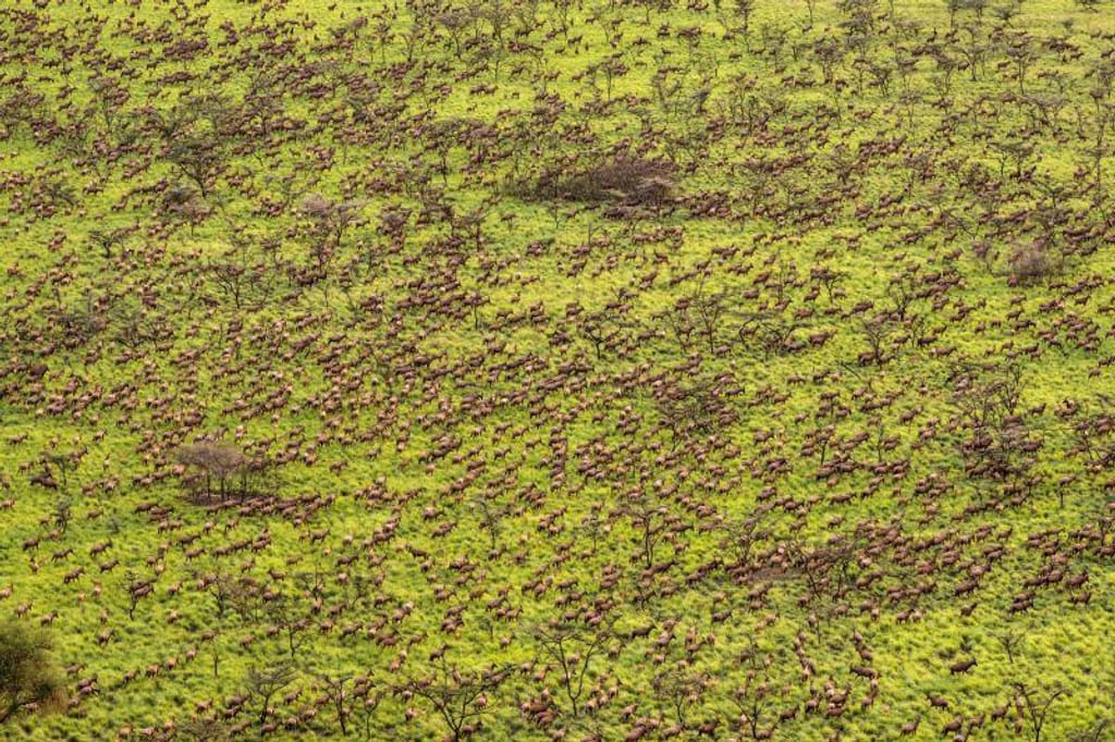 Uma manada de antílopes tiang nos Parques Nacionais de Boma e Badingilo, no Sudão do Sul, durante a sua migração anual. Marcus Westberg