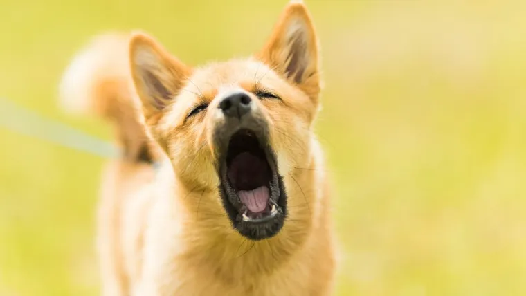 Cão a ladrar