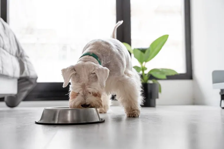 Cão a comer