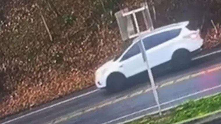 Mulher é atingida por árvore de grande porte