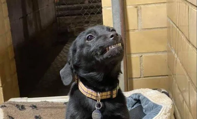 Cão