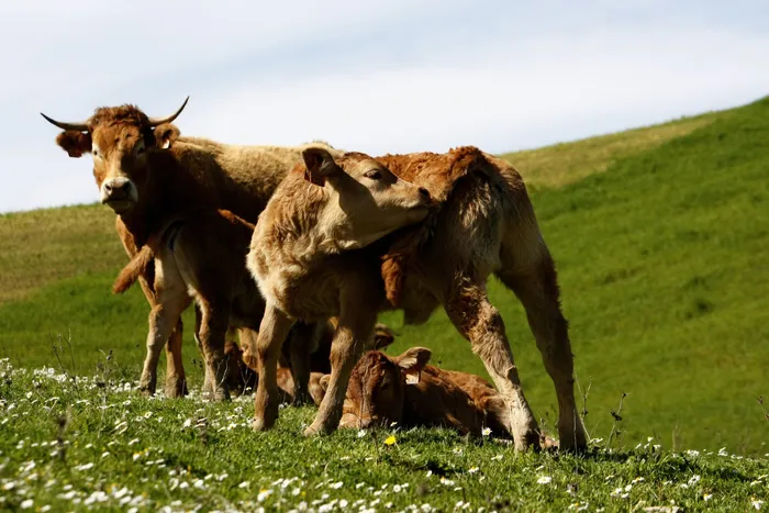 Vírus Shamonda confirmado em Portugal. Saiba quais os riscos para bovinos e ovinos