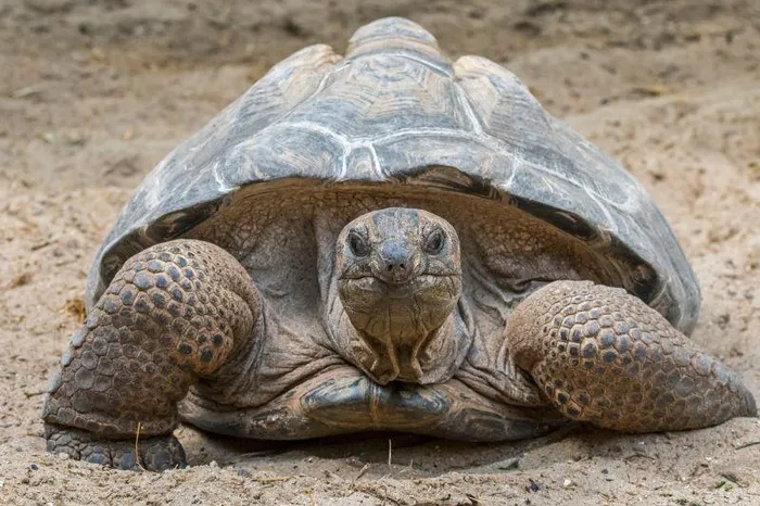 Outrora em vias de extinção, estas tartarugas gigantes superam agora em número a população humana das Seychelles