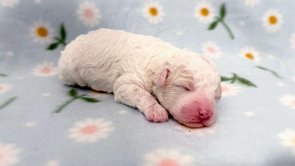 Os espectadores poderão acompanhar os cachorros 24 horas por dia, 7 dias por semana, até que se mudem para os seus novos lares em dezembro (Fotografia cedida por Julia Kiiskinen, criadora do site da Yle)