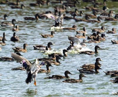 Várias dezenas de patos apareceram mortos no rio Jamor - TVI