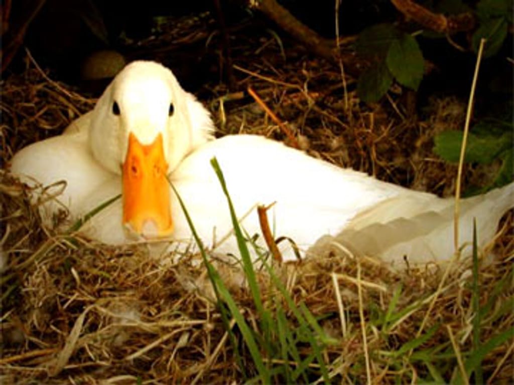 Gripe das Aves: Detectado H5N2 em 2 explorações de patos