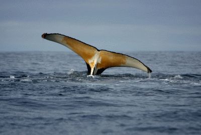 40 voluntários arriscam a vida pelas baleias - TVI