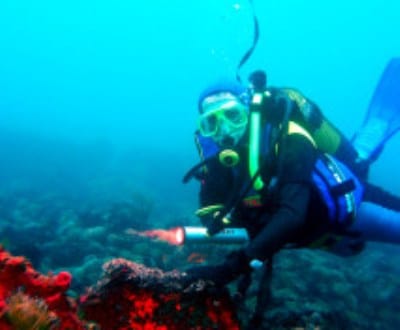 Portimão: mergulhadores limpam fundo do mar - TVI