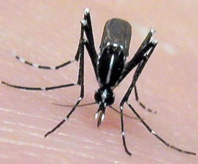 Madeira: nova campanha de desinfestação de mosquito - TVI
