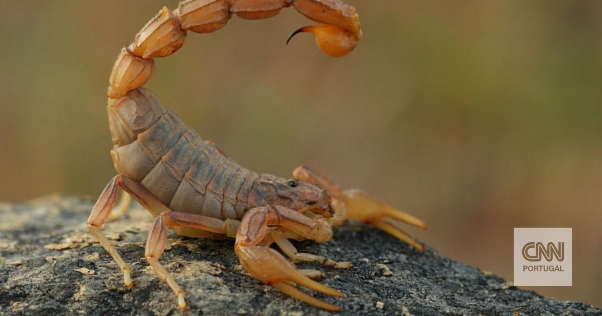 Sao Paulo stellt einen Rekord für Skorpionangriffe auf.  Experten machen den Klimawandel dafür verantwortlich