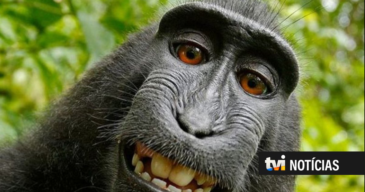 Macaco que tirou uma selfie é a personalidade do ano para a PETA
