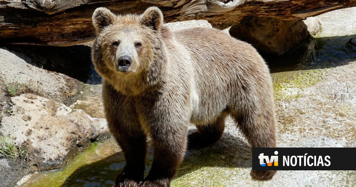 Grizzly bear kills couple in Canadian forest