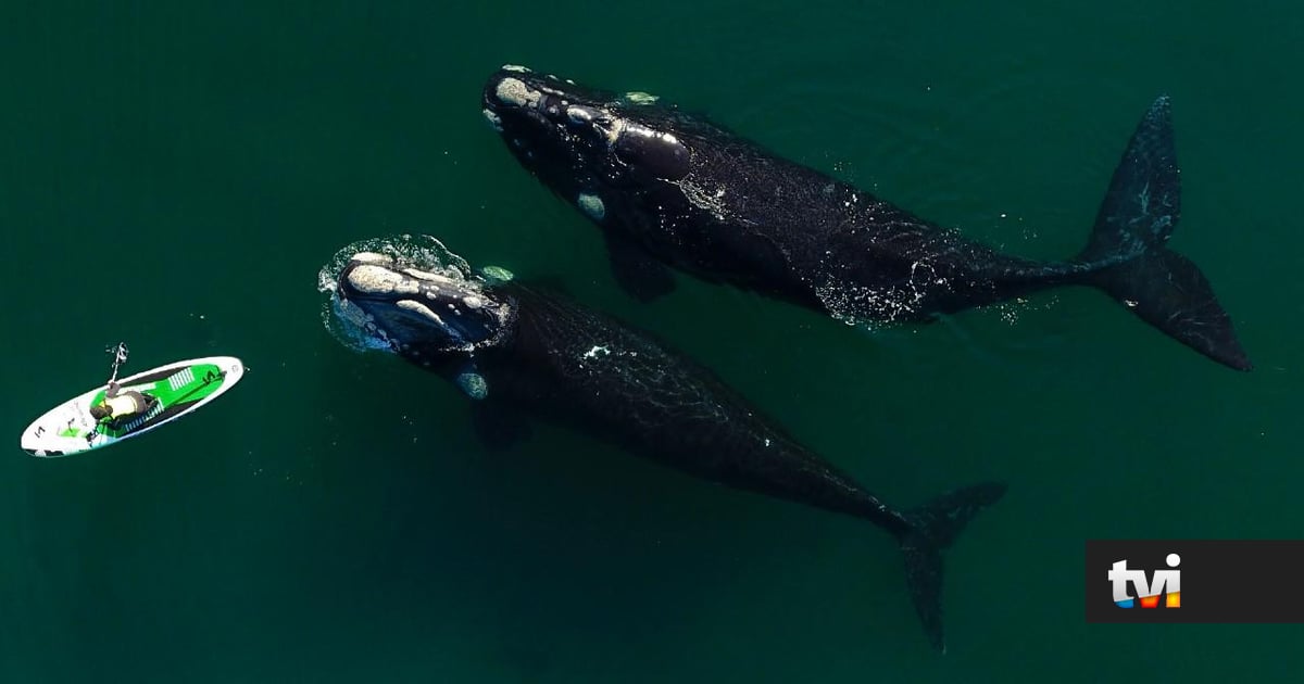 “Fue un momento mágico y un privilegio”: las ballenas sorprenden a los remeros