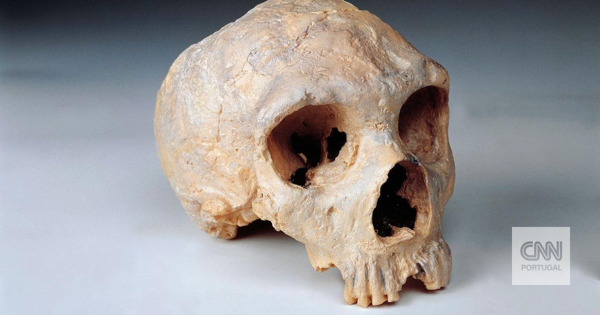 Qu’est-ce qui a pu donner aux humains modernes un avantage sur les Néandertaliens
