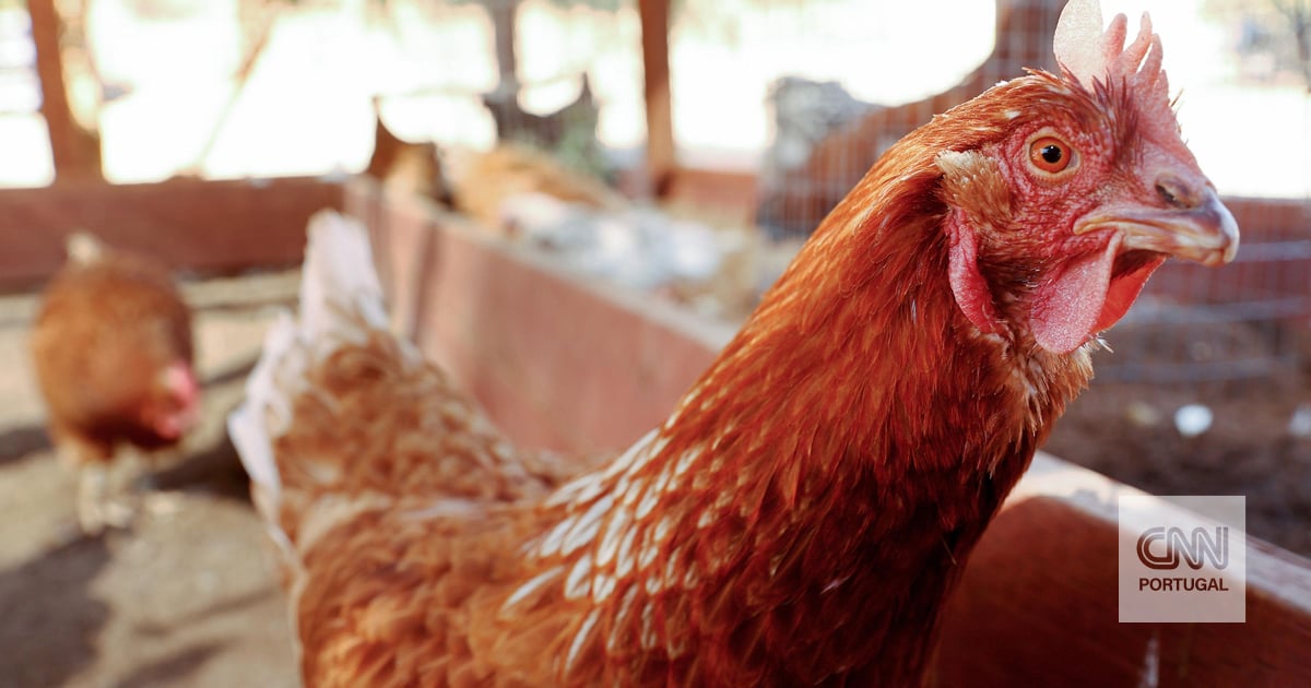 Hat der hohe Eierpreis Sie dazu gebracht, Hühner zu züchten?  Warnung: Dies birgt einige Gesundheitsrisiken