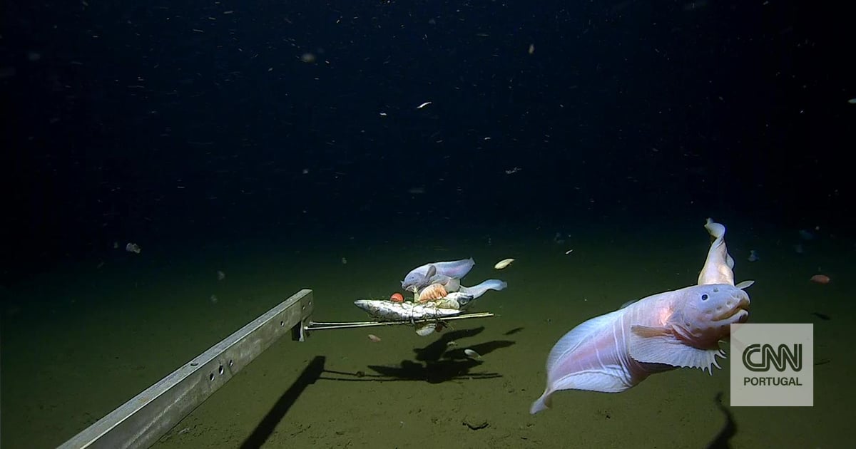 Científicos filman peces a mayor profundidad jamás vista en Japón