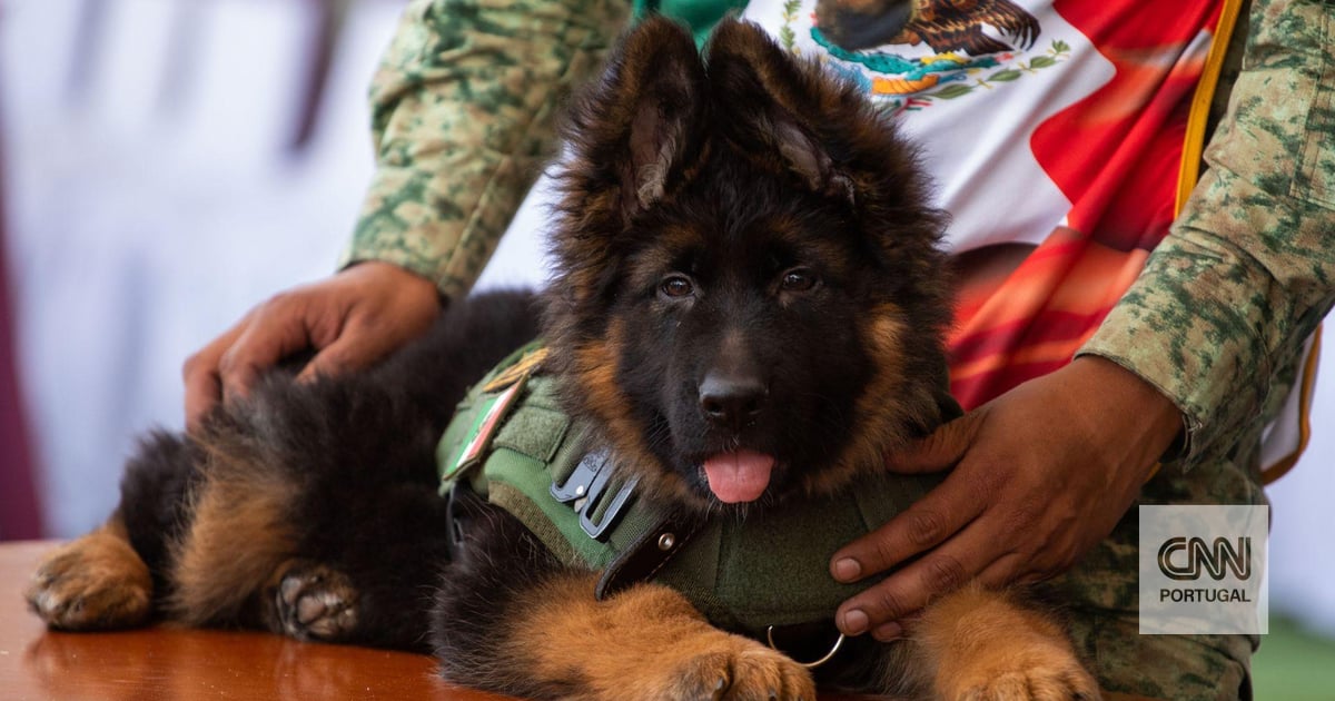 “Diplomacia canina”: Turquía ofreció un perro a México como agradecimiento por la ayuda humanitaria tras los sismos