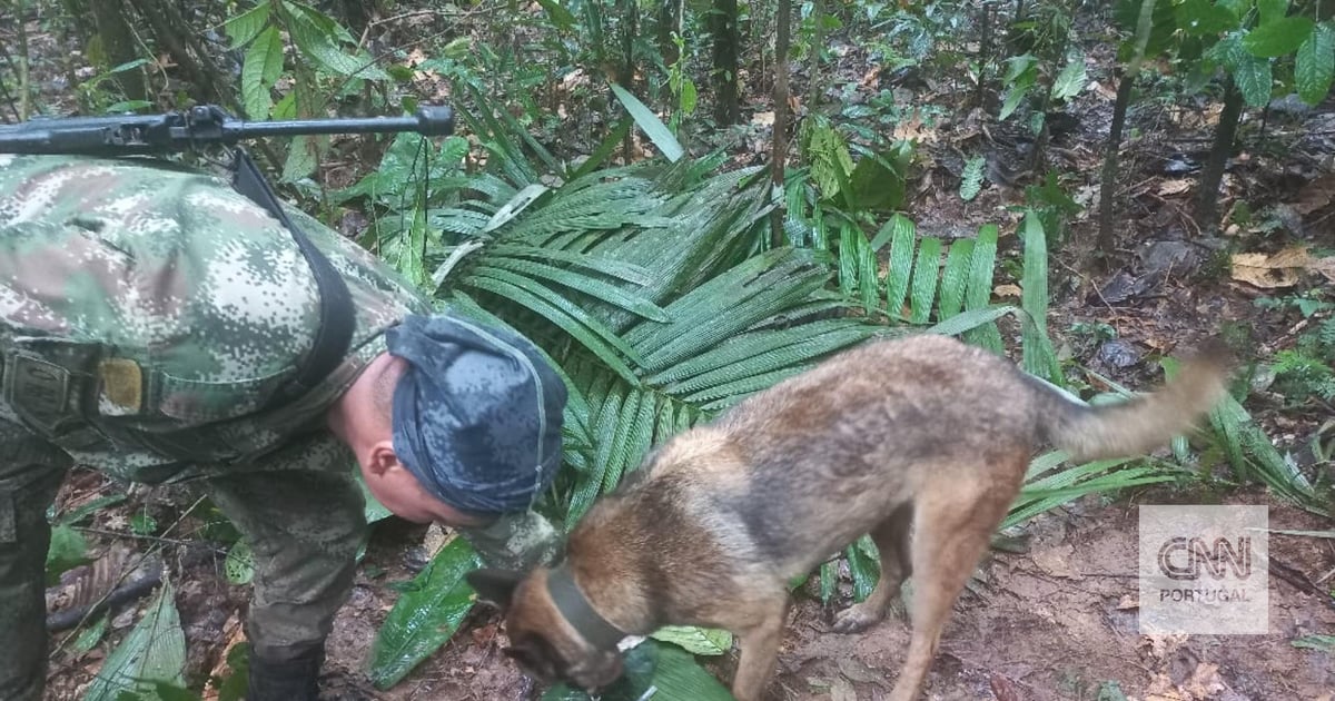 Ejército suspende búsqueda de Wilson, el perro rastreador que ayudó a encontrar a los cuatro hermanos perdidos en el Amazonas