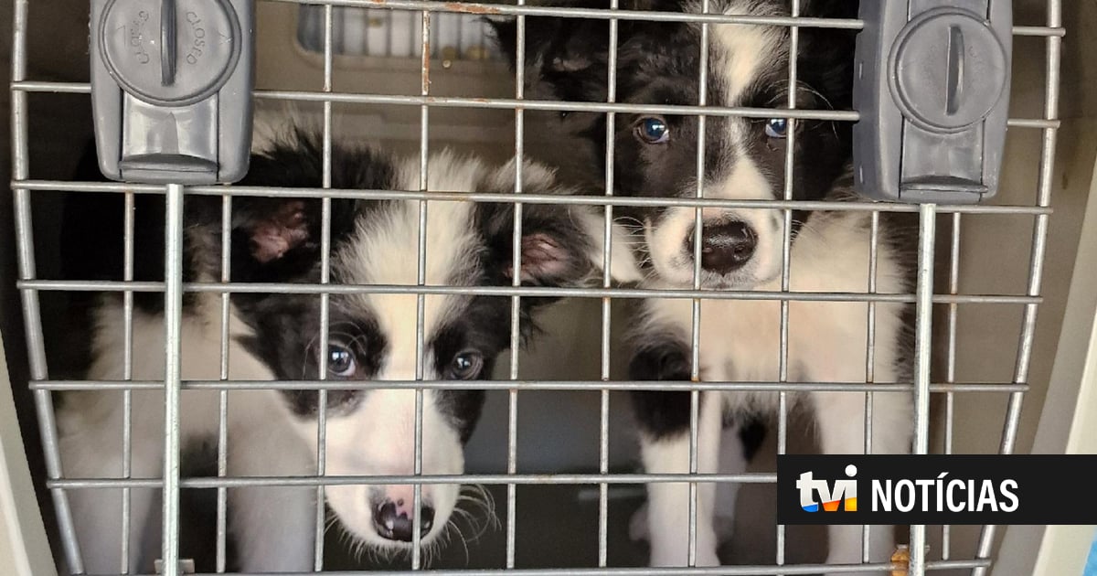 Desmantelada red de cría y venta de cachorros en España.  Más de cien animales salvados